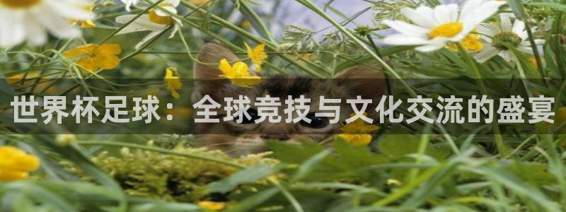 女足世界杯直播在线观看免费高清：世界杯足球：全球竞技与文化交流的盛宴