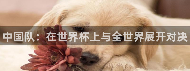 世界杯2026预选赛：中国队：在世界杯上与全世界展开对决